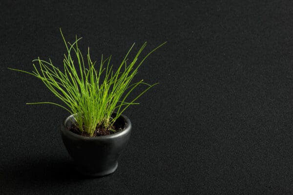 3100 Jet Black 3100 Jet Black 1 jpg